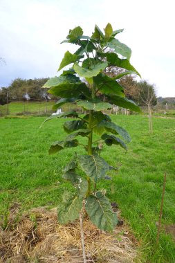 Genç tamarillo ağacı, aynı zamanda ağaç domatesi olarak da bilinir, bir tarlada yetişir, canlı yeşil yapraklarını ve dayanıklı gövdesini sergiler.