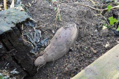 Taze kazılmış yat kökü, eşsiz şeklini ve toprak tonlarını sergiliyor, bir bahçe yatağının zengin topraklarında dinleniyor.