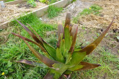 Permakültür bahçesinde yetişen bir aloe vera bitkisinin yakın çekimi dikenli yapraklarını ve canlı yeşil rengini gözler önüne seriyor.