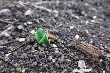 Karanlık topraktan geçen bir lupin tohumunun yakın çekimi yeni başlangıçları ve doğanın gücünü sembolize eder.