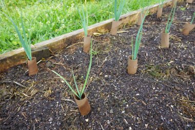 Yükseltilmiş bir bahçe yatağında, geri dönüşümlü karton tüplerde büyüyen pırasalı bitkiler sürdürülebilir bahçıvanlık uygulamalarını teşvik ediyor.
