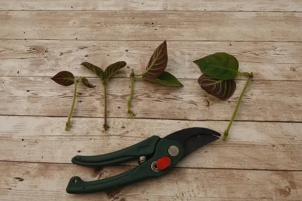 Paederia lanuginosa salkımları ahşap bir masa üzerinde budama makasının yanında bahçe yayma tekniği için hazırlandı.