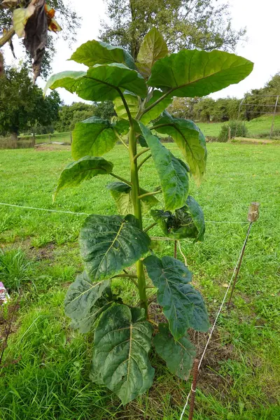 Genç bir ağaç domatesi ya da tamarillo bitkisinin (cyphomandra betacea) halat ve kazıklarla desteklendiği yakın plan, bir bahçe ortamında gelişir.