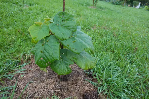 Genç bir tamarillo ağacının yeşil yaprakları çimlerle çevrili bir bahçe yatağında büyüyor.