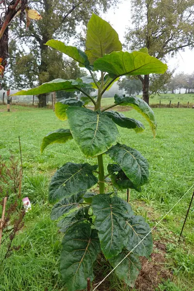 Genç tamarillo ağacı, aynı zamanda ağaç domatesleri olarak da bilinir, yemyeşil bir alanda büyür, geniş yaprakları yeni yağan yağmurla parlar.