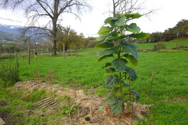 Tamarillo ya da ağaç domatesleri, gübre bahçesinde yetişiyor ve sonbahar boyunca yeşil çimenler ve ağaçlarla çevrili.