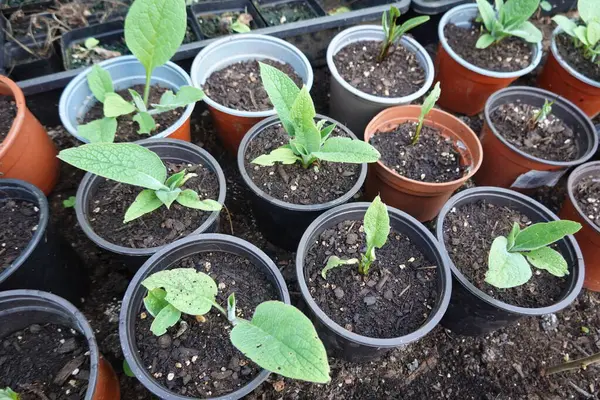 Birden fazla papatya tohumu münferit saksılarda yetişir, gelecekte doğal çareler ve tozlaştırıcı bahçelerde kullanılması umut verici.