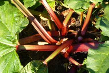 Rubarb bitkisinin yakın plan çekimlerinde canlı kırmızı saplar ve büyük yeşil yapraklar sergilenerek taze, ev yapımı ürünlerin özünü yakalıyorlar.