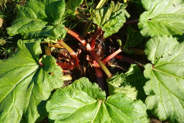 Rubarb bitkisinin yakın plan çekimlerinde canlı yeşil yapraklar ve kırmızı saplar sergilenir ve bir bahçe ortamında gelişir.