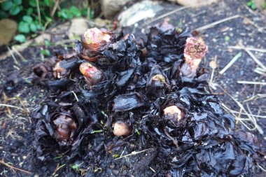 Yeni ravent filizleri ilkbaharın başlarında ortaya çıkar, kuru yaprakları ve toprağı yararak, büyüme mevsiminin başladığını gösterir.