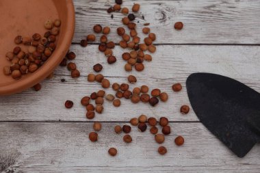 Terracotta kasesinden dökülen güvercin bezelyeleri kırsal ahşap masa üzerinde küçük malalı, ekime ya da tüketime hazır.