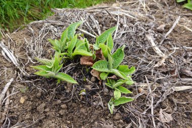 Comfrey Bocking 14 'ün erken gelişimi gübre ve organik bahçe işlerinde kullanılan gübre ve topraktan doğar..