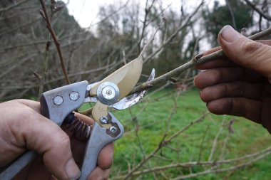 Kış bahçesi bakımı sırasında meyve ağacının küçük dalını budamak için budama makası kullanan ellerin yakın çekimi