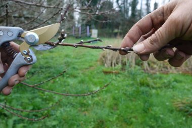 Bir meyve dalını mezhepçilerle budamak, kış bahçesinin bakımını gösteriyor.