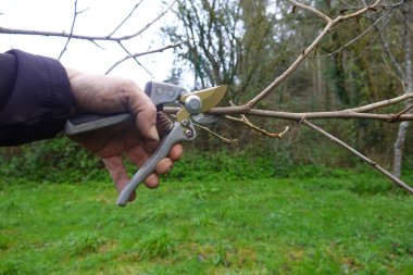El ele tutuşan budama makası, kış bahçesinde bir ağaç dalı kesme, mevsim boyunca bitkilerin temel bakımını gösteren