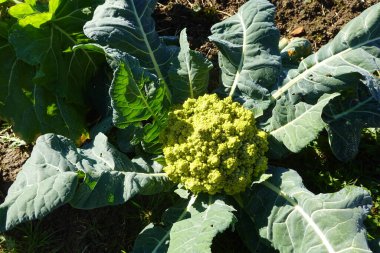 Bir karnabahar bitkisinin (Brassica oleracea var. Bahçede canlı yeşil bir kafası olan botrytis..