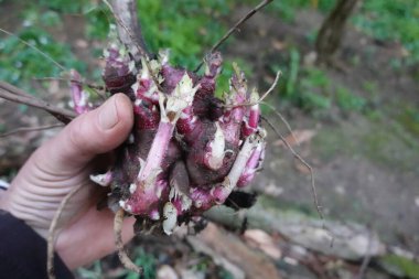 Peru topraklarında kök salmış bir elma propagandası yapan biri....