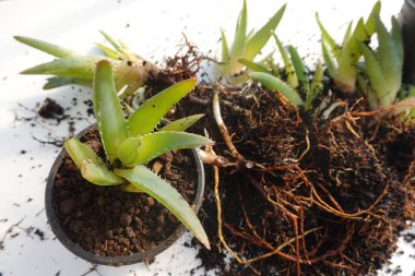 Diğer aloe vera bitkileri ve ortaya çıkan köklerle çevrili yeni yeniden saksılanmış bir aloe vera bitkisinin yakın çekimi, bahçe işlemini gözler önüne seriyor.