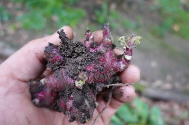 Yeni filizler ve toprak eklenmiş bir Peru yer elması rhizomunun yakın plan çekimi..