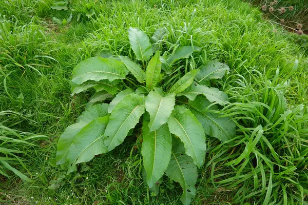 Çimenlerde büyüyen büyük, geniş yeşil yapraklı bir liman bitkisi..