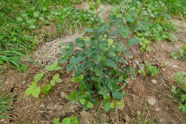 Küçük ananas guava bitkisi bahçe toprağında gelişiyor, yemyeşil otlar ve otlarla çevrili, canlı bir ekosistemde yeni bir büyüme sergiliyor