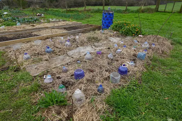 Yalıtım ve nem tutması için samanla kaplı sebze bahçesindeki fideleri koruyan yükseltilmiş plastik şişeler.