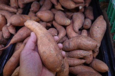 Canlı bir tatlı patatesi taze patateslerle dolu bir teneke kutunun üzerinde tutarken süpermarketin hareketli üretim bölümünde.