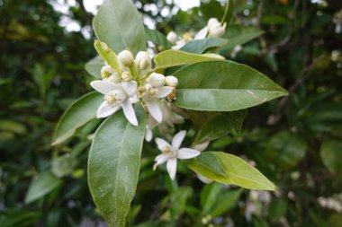 Kokulu portakal çiçeklerinin ve canlı yeşil yaprakların yakın çekimi narenciye koruluğunda bahar mevsiminin özünü yakalıyor.