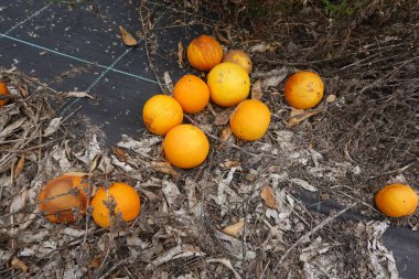 Düşmüş portakallar, portakal ağacının altındaki siyah plastik zeminde çürüyor. Küf ve çürüme belirtileri gösteriyor.