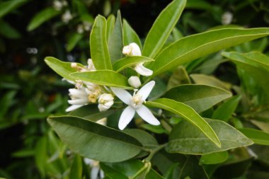 Canlı yeşil yapraklarla çevrili bir dalda açan kokulu portakal çiçeklerinin yakın çekimi narenciye korusunda bahar zamanının özünü yakalıyor.