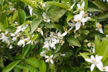 Ağaçta açan narin beyaz portakal çiçeklerinin yakın çekimi doğanın yenilenmesinin güzelliğini gözler önüne seriyor.