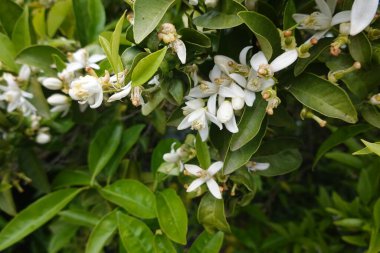 Yeşil narin narin narin narin turuncu çiçeklerin çiçek açması baharın özünü yakalıyor.