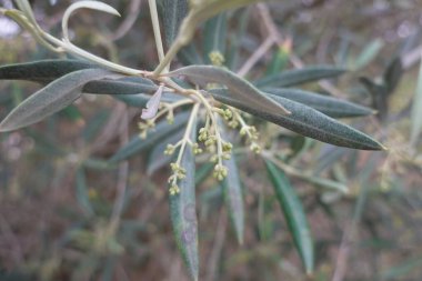 Küçük, narin zeytin tomurcukları bir dalda belirir, sıcak bahar güneşinde gelecekte zeytin hasadı sözü verirler.