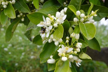 Yaban arısı, canlı bir bahar bahçesinde meyve üretimini teşvik ederek, portakal ağacının güzel kokulu beyaz çiçeklerini tozlaştırıyor.