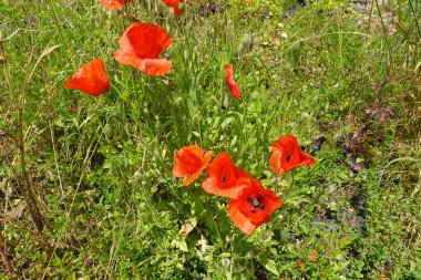 Canlı kırmızı gelincikler yemyeşil bir çayıra renk katar ve güzel bir bahar manzarası yaratır.