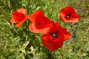 Canlı kırmızı gelincikler baharın güzelliğini kutlamak için yeşil çimen tarlasına renk katar.