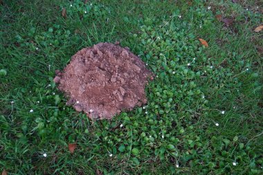 Köstebek tepesi, canlı yeşil çimlerin birliğini bozuyor. Bu da yeraltı faaliyetlerinin varlığını gösteriyor.