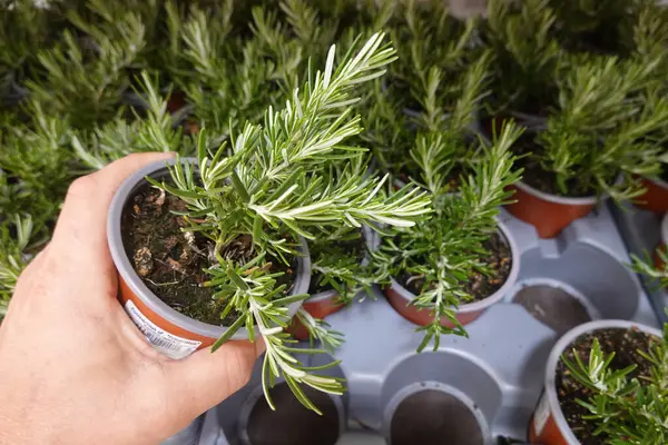 Bir tencerede küçük bir biberiye bitkisi tutuyor. Bahçeye ekilmeye ya da yemek pişirmeye hazır.