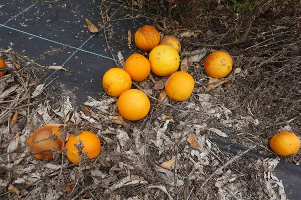 Düşmüş portakallar, portakal ağacının altındaki siyah plastik zeminde çürüyor. Küf ve çürüme belirtileri gösteriyor.