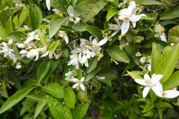 Narin beyaz portakal çiçeklerinin ve yemyeşil yaprakların yakın çekimi narenciye koruluğundaki ilkbaharın güzelliğini yakalıyor.