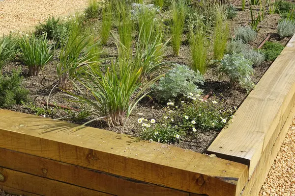 Yeşillik, tümleşik sulama sistemi olan, sürdürülebilir kentsel tarım uygulamalarını gösteren, yükseltilmiş bir bahçe yatağında gelişiyor.