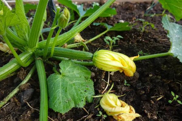 Sarı çiçeği ve büyük yeşil yapraklarıyla verimli topraklarda yetişen küçük kabak hasadı için hazır.