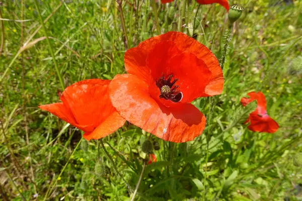 Yeşil bir çayırda açan kırmızı gelinciklerin yakın çekimi, bir yaz günü güneş ışığı ile aydınlatılır.