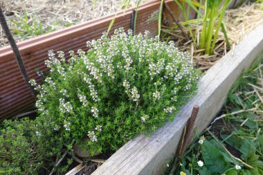 Taze kekik bitkisi narin beyaz çiçeklerle çiçek açıyor, yükseltilmiş bir bahçe yatağında gelişiyor, dış mekanlara güzellik ve lezzet katıyor.