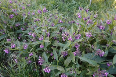 Bir tarlada açan mor papatya çiçekleri canlı bahar mevsiminde canlı bir renk ve güzellik gösterisi sergiliyor.