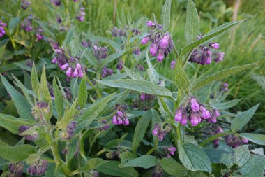 Kozalaklı bitkiler yemyeşil yaprakların arasında canlı mor çiçekler sergiliyor. Bahar mevsiminin yenilenmesinin özünü yakalıyorlar.