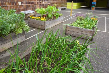 Yeşil soğan, çiçek ve diğer sebzeler de dahil olmak üzere çeşitli bitkiler içeren birkaç yükseltilmiş bahçe yatağı, okul bahçesi ortamında gelişiyor, elle öğrenmeyi ve sağlıklı yeme alışkanlıklarını teşvik ediyor.