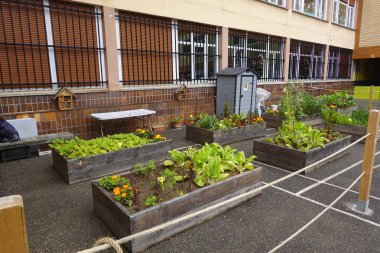 Yeşillik sebze bahçesi bir okul bahçesinde gelişiyor, taze ürünler ve elle öğrenme deneyimleri sağlıyor.