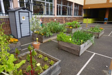 Okul bahçesinde yetişen eğitimsel sebze bahçesi sağlıklı beslenmeyi ve öğrenmeyi teşvik ediyor.
