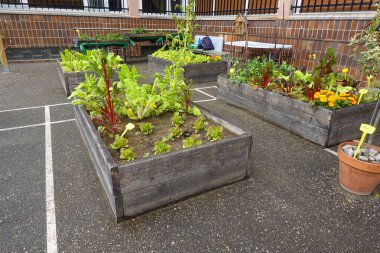 Tahta kaldırılmış yataklar renkli bahçeler, marul ve çiçeklerle dolup taşıyor. Canlı bir okul sebze bahçesi yaratıyor. Sağlıklı beslenme alışkanlıklarını ve açık havada öğrenmeyi teşvik ediyor.